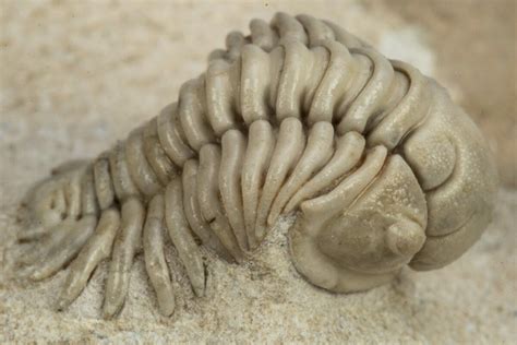 rare trilobites for sale.